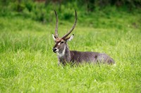 Waterbuck wildlife, Hluhulwe Game Reserve, South Africa Fine Art Print