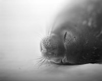 Weddell Seal resting in snow on Deception Island, Antarctica Fine Art Print