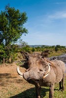 Warthog, Maasai Mara National Reserve, Kenya Fine Art Print