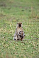 Vervet monkey, Serengeti National Park, Tanzania Fine Art Print