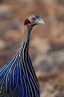 Vulturine Guinea fowl, Samburu Game Reserve, Kenya Fine Art Print