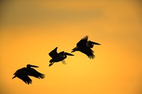 White Pelican birds, Lake Manyara National Park, Tanzania Fine Art Print