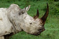 Head of a White Rhinoceros, Lake Nakuru National Park, Kenya Fine Art Print