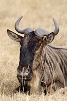 Wildebeest resting, Ngorongoro Crater, Tanzania Fine Art Print