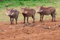 Warthog, Aberdare National Park, Kenya Fine Art Print