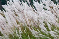 Wild dogtail grasses swaying in wind, Bhutan Fine Art Print