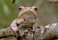 Tree Frog, Phinda Reserve, South Africa Fine Art Print