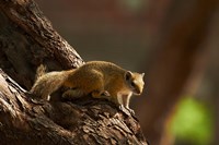 Tree squirrel, Okavango Delta, Botswana, Africa Fine Art Print