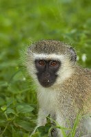 Vervet Monkey, Chlorocebus pygerythrus, Kruger NP, South Africa Fine Art Print