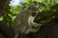 Vervet monkey, Victoria Falls, Zimbabwe, Africa Fine Art Print