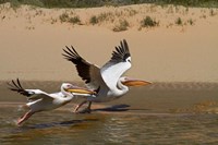 White Pelicans, Sandwich Harbor, Namib-Naukluft, Namibia Fine Art Print