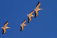 White Pelicans in the sky, Sandwich Harbor, Namibia Fine Art Print