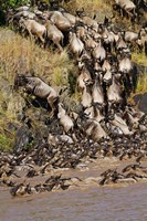 Wildebeest crossing river Mara, Maasai Mara Wildlife Reserve, Kenya Fine Art Print