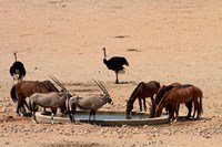 Wildlife at Garub waterhole, Namib-Naukluft NP, Namibia, Africa. Fine Art Print