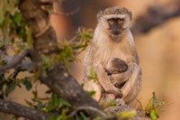 Vervet monkey and infant, Okavango Delta, Botswana Fine Art Print