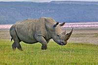 White Rhinoceros and Lesser Flamingos, Lake Nakuru National Park, Kenya Fine Art Print