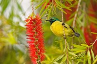 Variable Sunbird, Aberdare Country Club, Nyeri, Kenya Fine Art Print