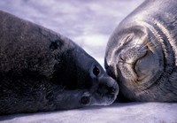 Weddell Fur Seal Cow and Pup, Antarctica Fine Art Print