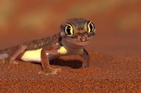 Web-footed Gecko, Namib National Park, Namibia Fine Art Print