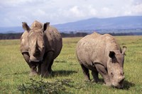 White Rhinoceros grazing, Lake Nakuru National Park, Kenya Fine Art Print