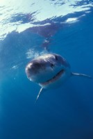 Underwater View of a Great White Shark, South Africa Fine Art Print