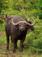 Water Buffalo, Hluhulwe Game Reserve, South Africa Fine Art Print