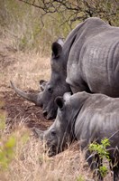 White Rhino in Zulu Nyala Game Reserve, Kwazulu Natal, South Africa Fine Art Print