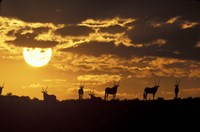 Wildflowers Bloom on Cliffs Above Cape of Good Hope, South Africa Fine Art Print