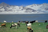 View of Grazing Sheep, Karakuli Lake and Mt Kunlun, Silk Road, China Fine Art Print