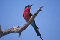 White-Fronted Bee Eater, Chobe River, Chobe National Park, Botswana Fine Art Print