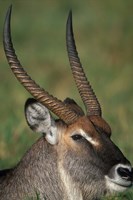 Waterbuck Resting in Musiara Marsh, Masai Mara Game Reserve, Kenya Fine Art Print