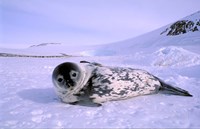 Weddell Seal, Kloa 'EP' Rookery, Australian Antarctic Territory, Antarctica Fine Art Print