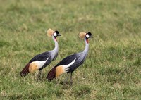 Two Crowned Cranes, Ngorongoro Crater, Tanzania Fine Art Print