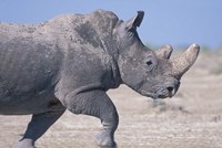 White Rhino Running, Etosha Salt Pan, Etosha National Park, Namibia Fine Art Print