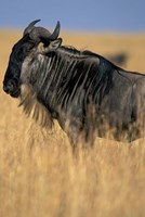 Wildebeest during Serengeti Migration, Masai Mara Game Reserve, Kenya Fine Art Print