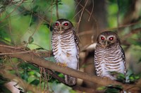 White Browed Owls, Madagascar Fine Art Print