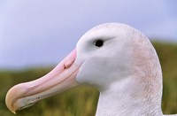 Wandering Albatross bird, Iceberg, Island of South Georgia Fine Art Print