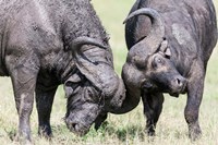 Two bull African Buffalo head butting in a duel, Maasai Mara, Kenya Fine Art Print