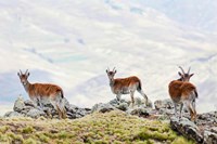 Walia Ibex, Ethiopia Fine Art Print