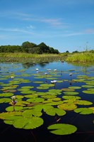 Water lilies, Okavango Delta, Botswana, Africa Fine Art Print