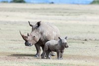 White rhinoceros mother with calf, Kenya Fine Art Print