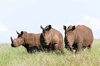 White rhinoceros, Kenya Fine Art Print