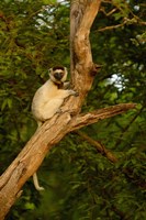 Verreaux's sifaka primate, Berenty Reserve, MADAGASCAR Fine Art Print