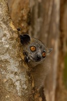 White-footed sportive lemur, Berenty Reserve, MADAGASCAR Fine Art Print