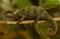 True Chameleon, Lizard, Madagascar, Africa Fine Art Print