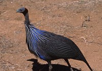 Vulturine Guinea Fowl, Kenya Fine Art Print