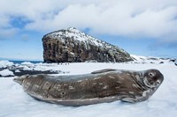 Weddell Seal resting on Deception Island, Antarctica Fine Art Print