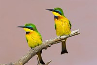 Two little bee-eater birds on limb, Kenya Fine Art Print