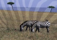 Zebra on the Serengeti, Kenya Fine Art Print