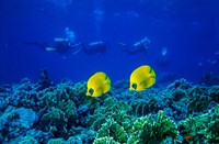 Yellow Butterflyfish with Scuba Divers, Red Sea, Egypt Fine Art Print